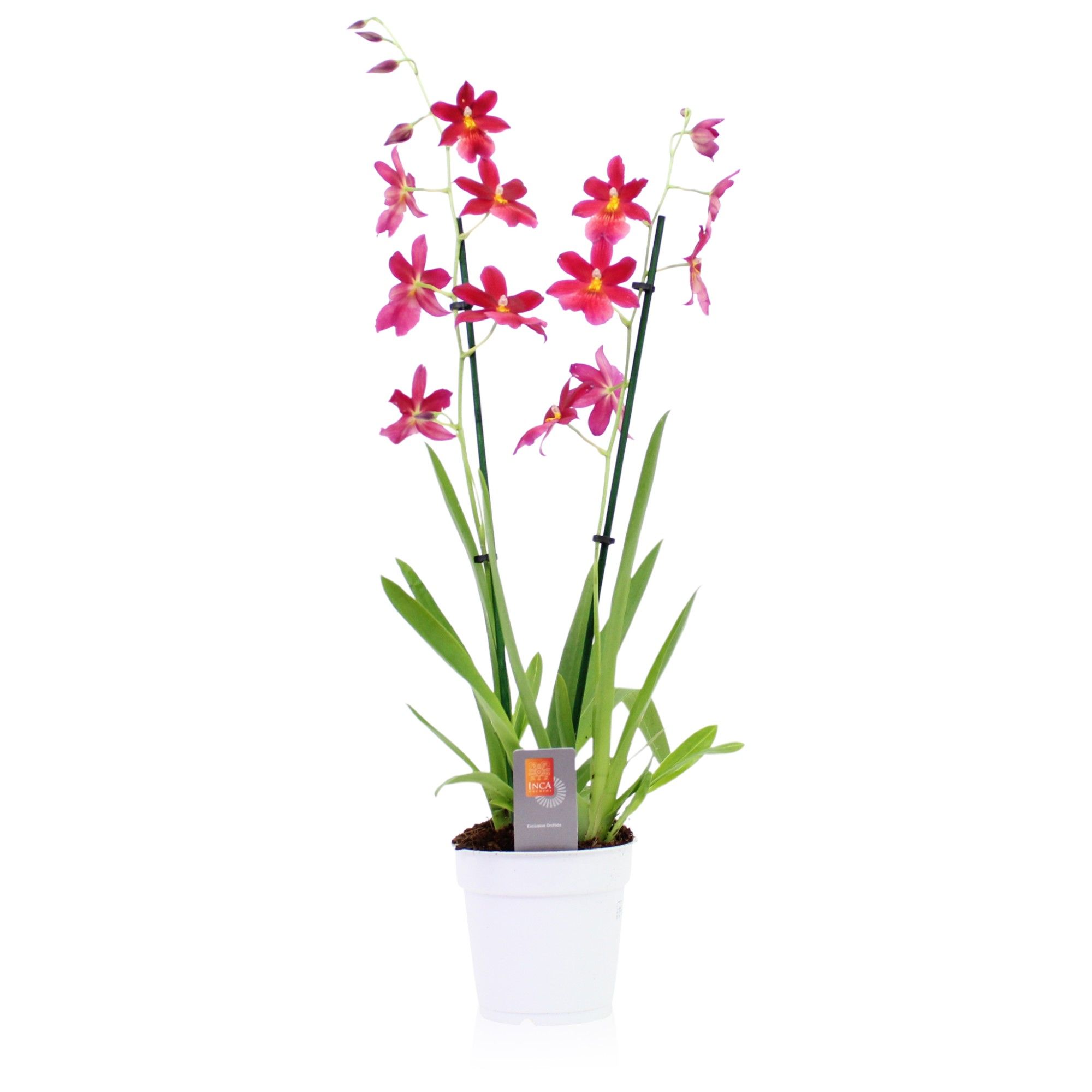 Inca Cambria Nelly Isler 2 spike, D 12