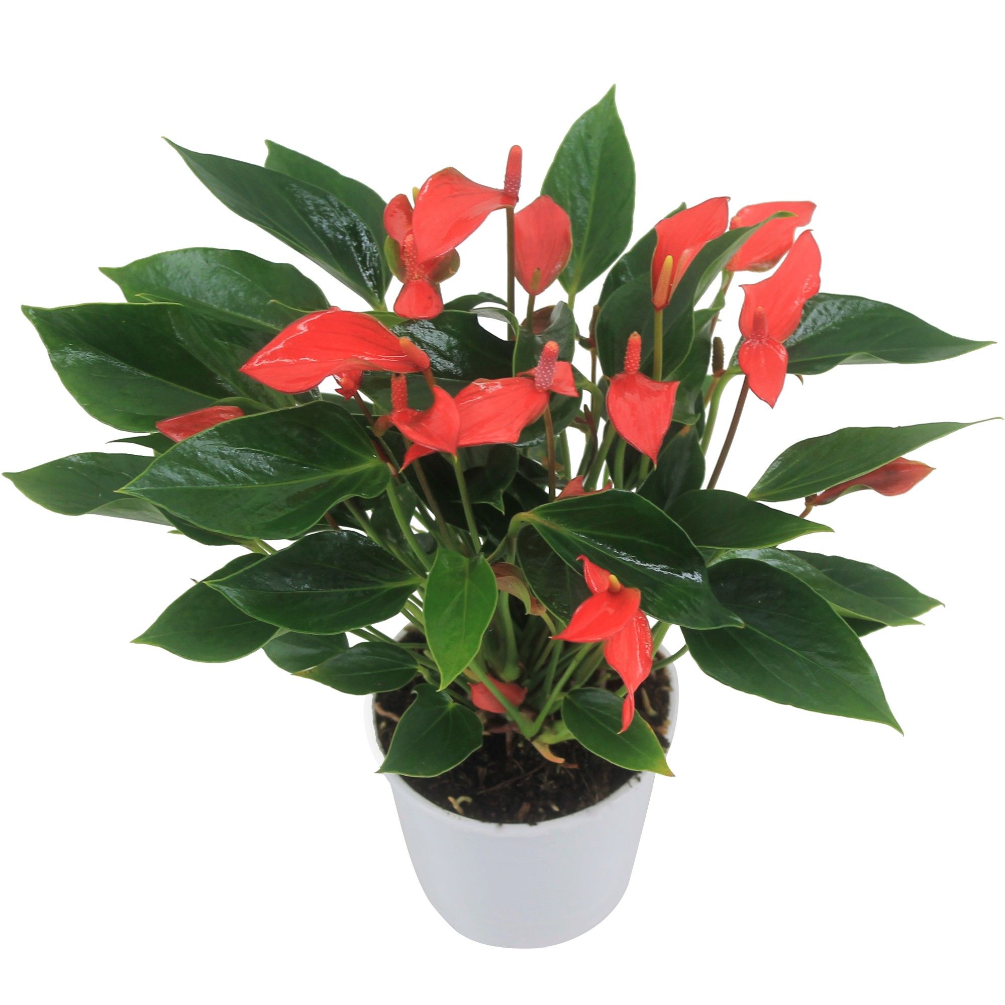 Anthurium XL.67 Trillions 12cm, D 12