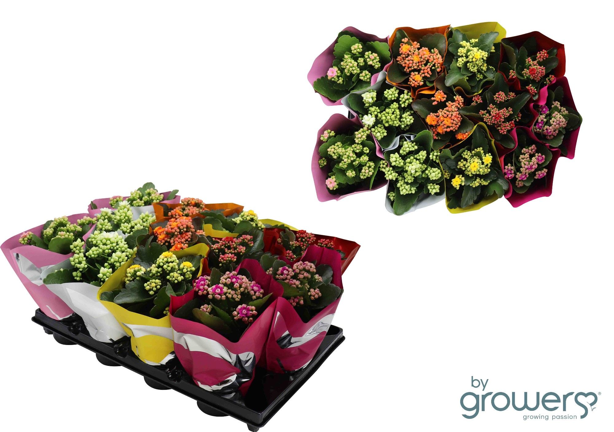 KALANCHOE BLOSSFELDIANA 'CALANDIVA', D 11