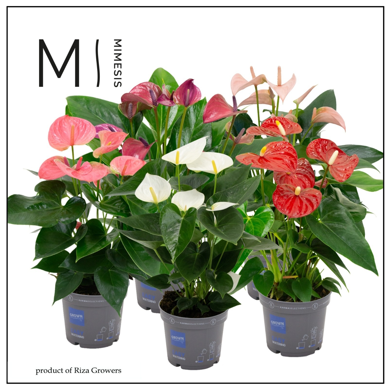 Mimesis Anthurium KARMA Allstar mix - 12 cm, D 12