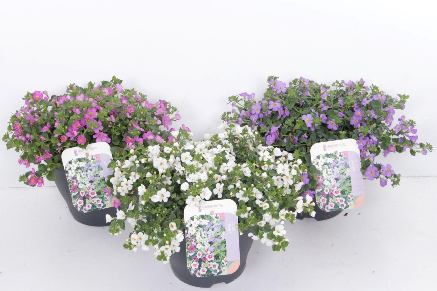 Sutera (bacopa) mix, D 23