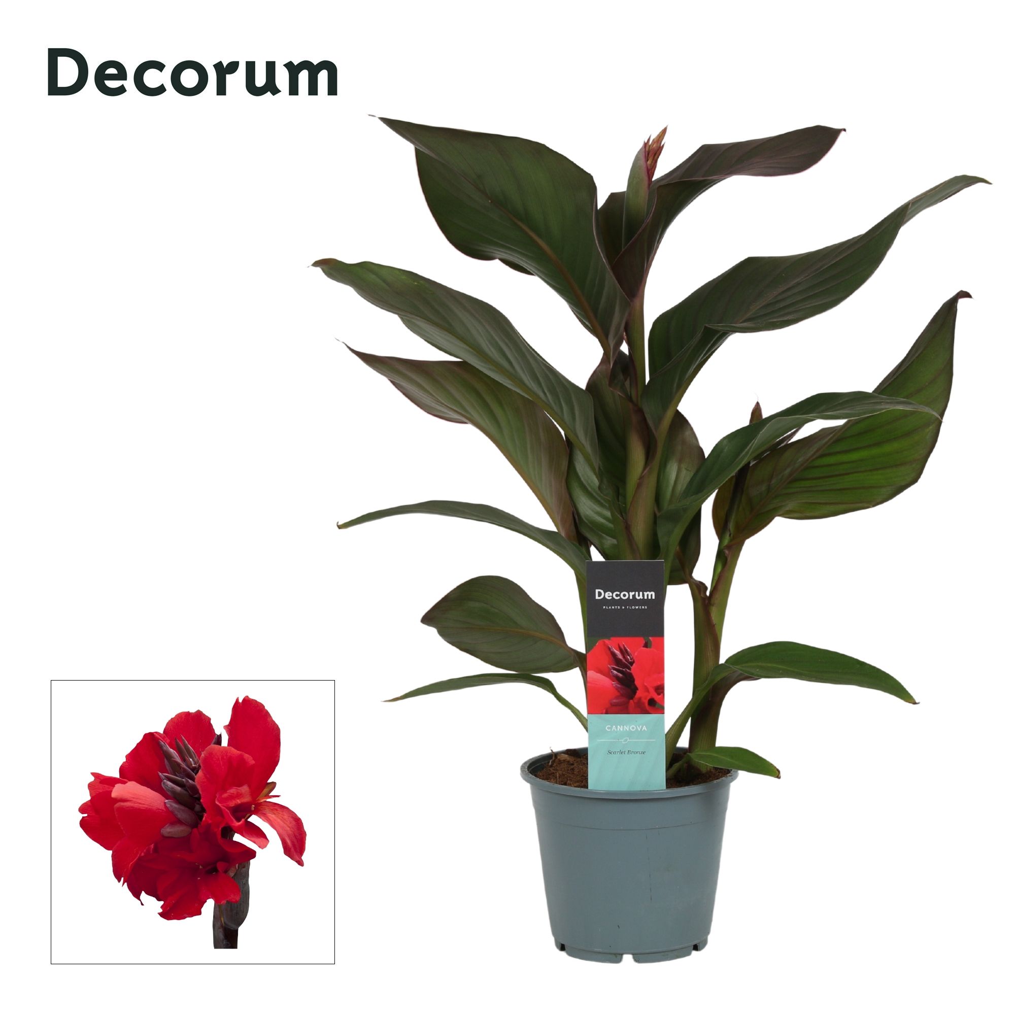 Canna Scarlet Bronze (Decorum), D 14
