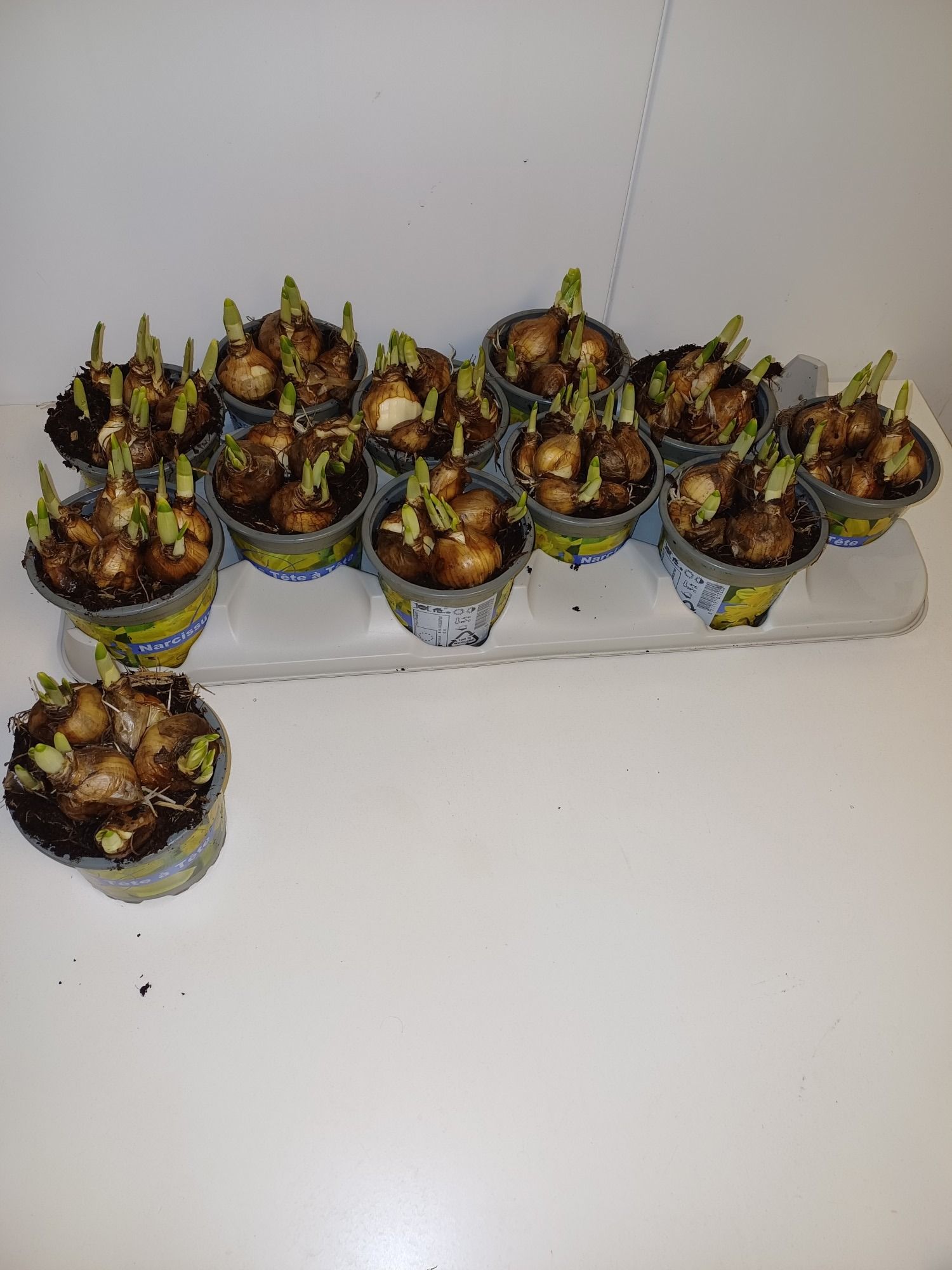 Tete a Tete 10,5cm, D 10