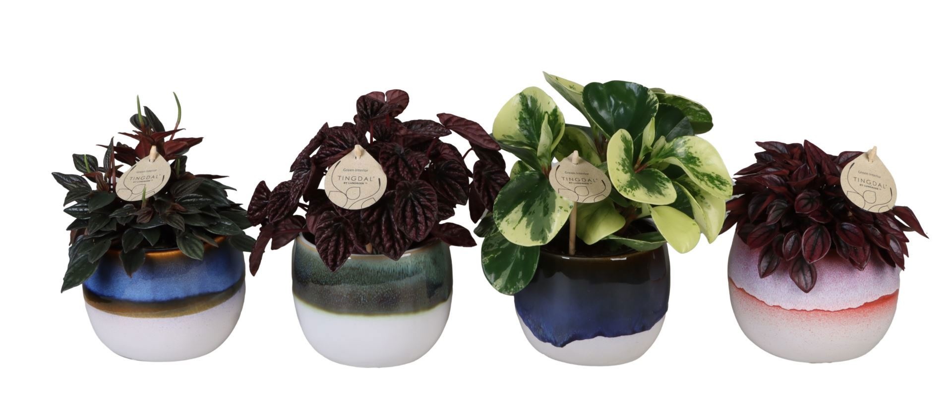 L 67139 with Peperomia Mix 12 cm, D 12 cm