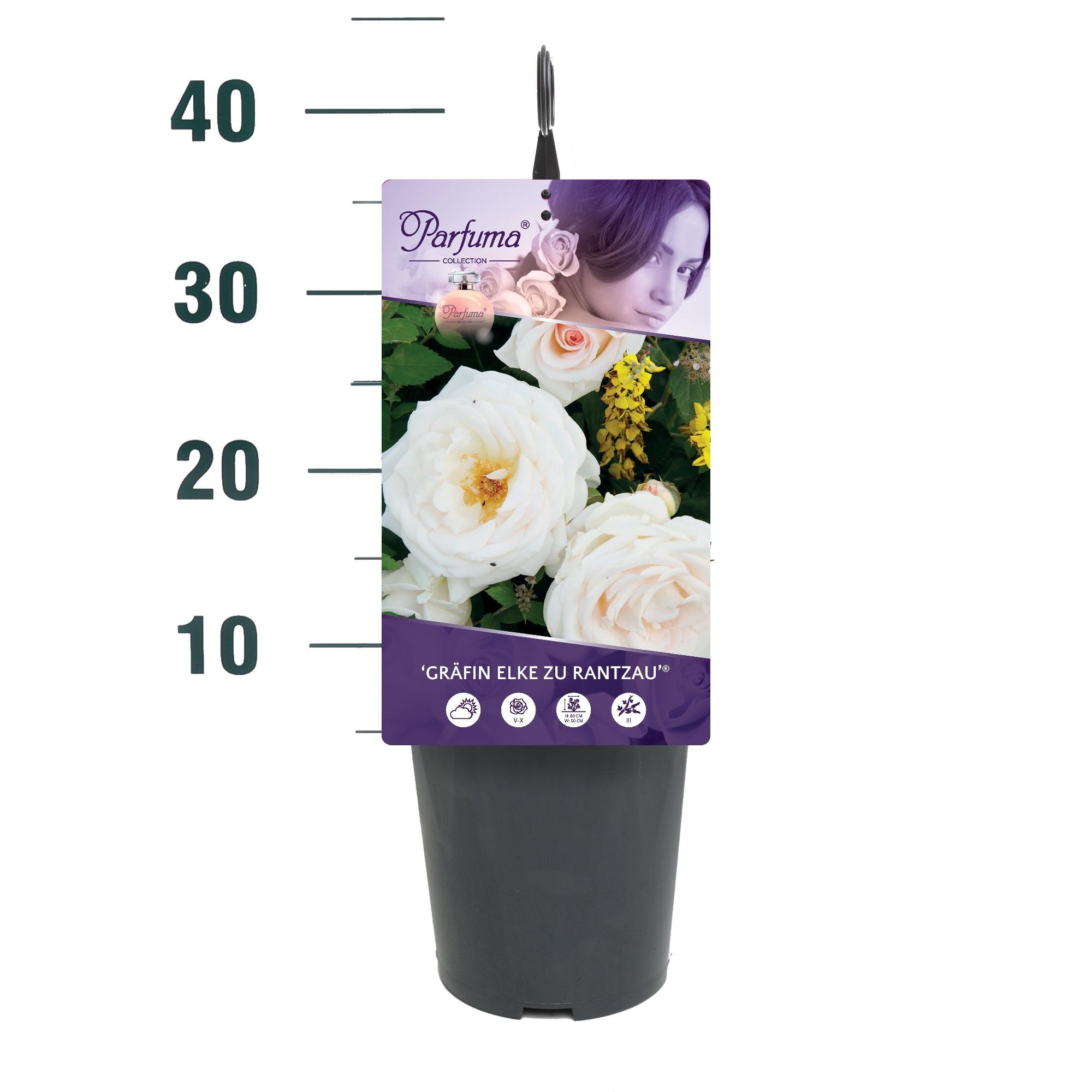 Rosa 'Gräfin Elke Zu Rantzau' - Struik - C3rp - Parfuma, D 19