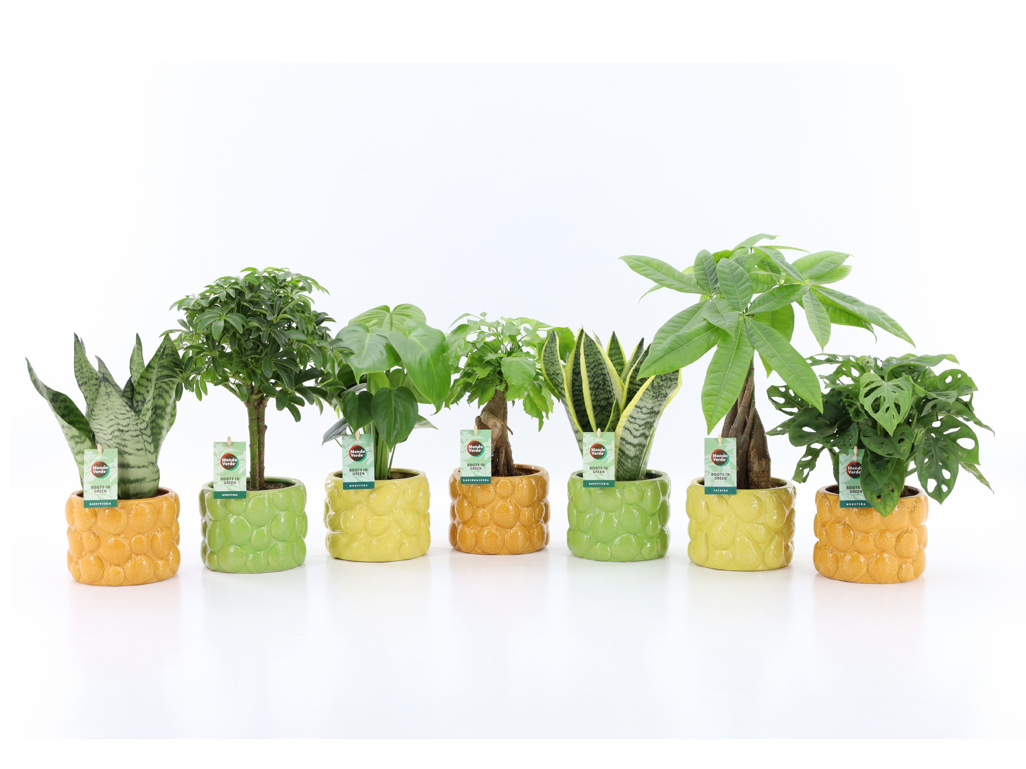 Easy Mix in La Dolce Frutta, D 15