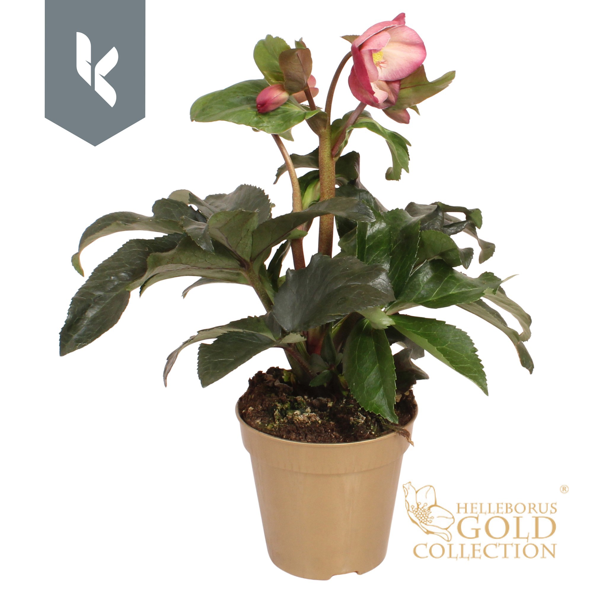 HGC Helleborus Ice N Roses Pink in gouden pot, D 13 cm