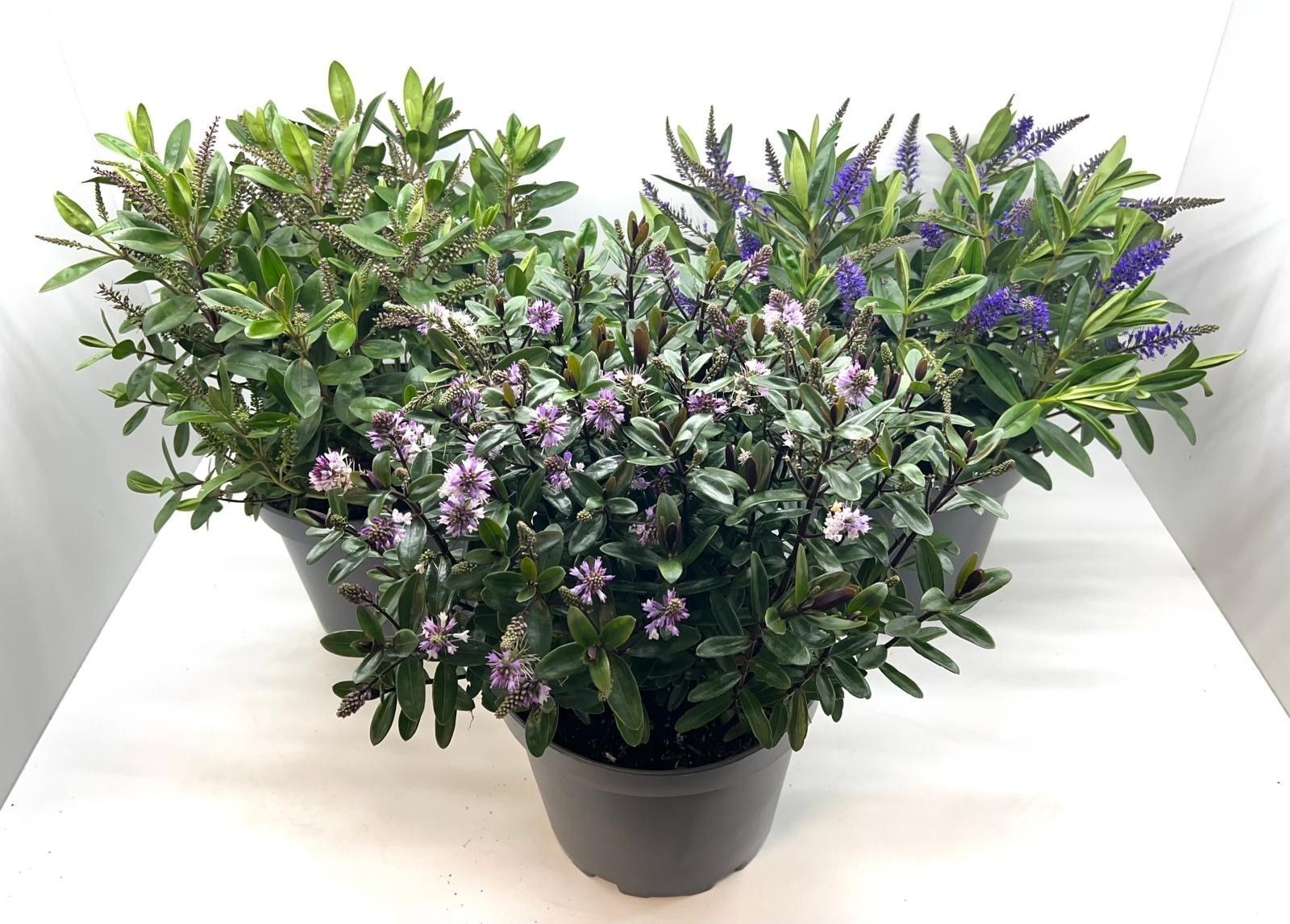 828 ADC : Pot 23 Hebe mix soorten gemengd, D 23 cm 828 ADC : Pot 23 Hebe mix soorten gemengd, D 23 cm