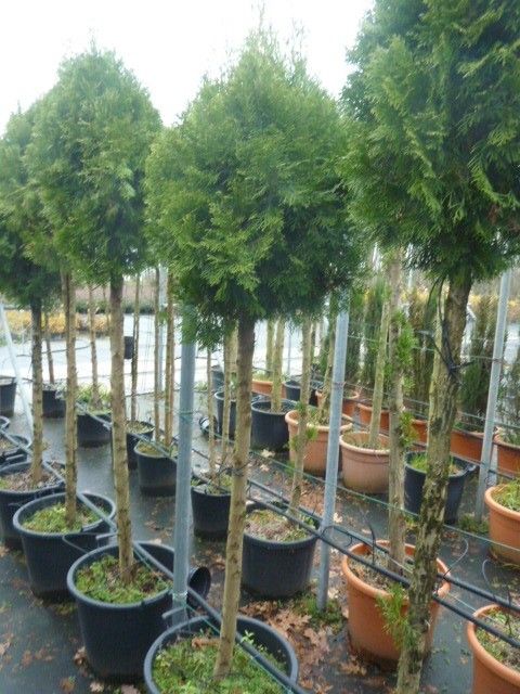 Thuja occident. 'Smaragd' Stam, D 50