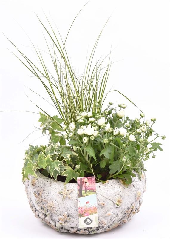 Cement schaal schelpendecor 18-20cm, D 20