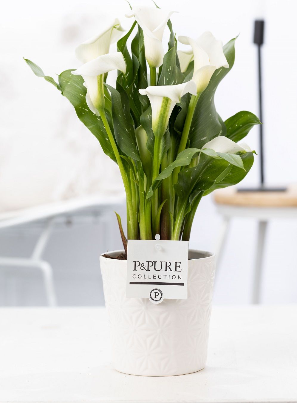 Zantedeschia white in P&PURE Juliette ceramics white, D 12