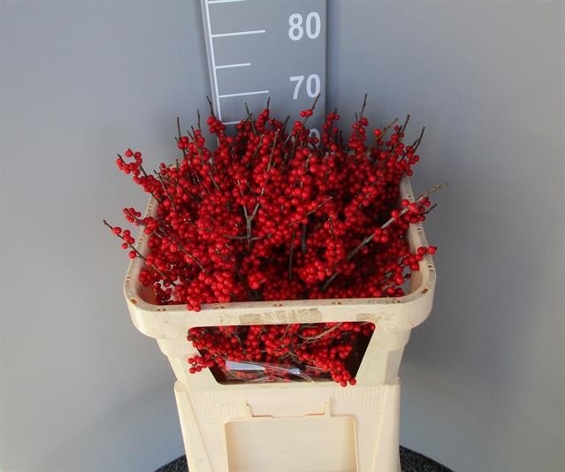 Илекс Красные ягоды 70, шт.