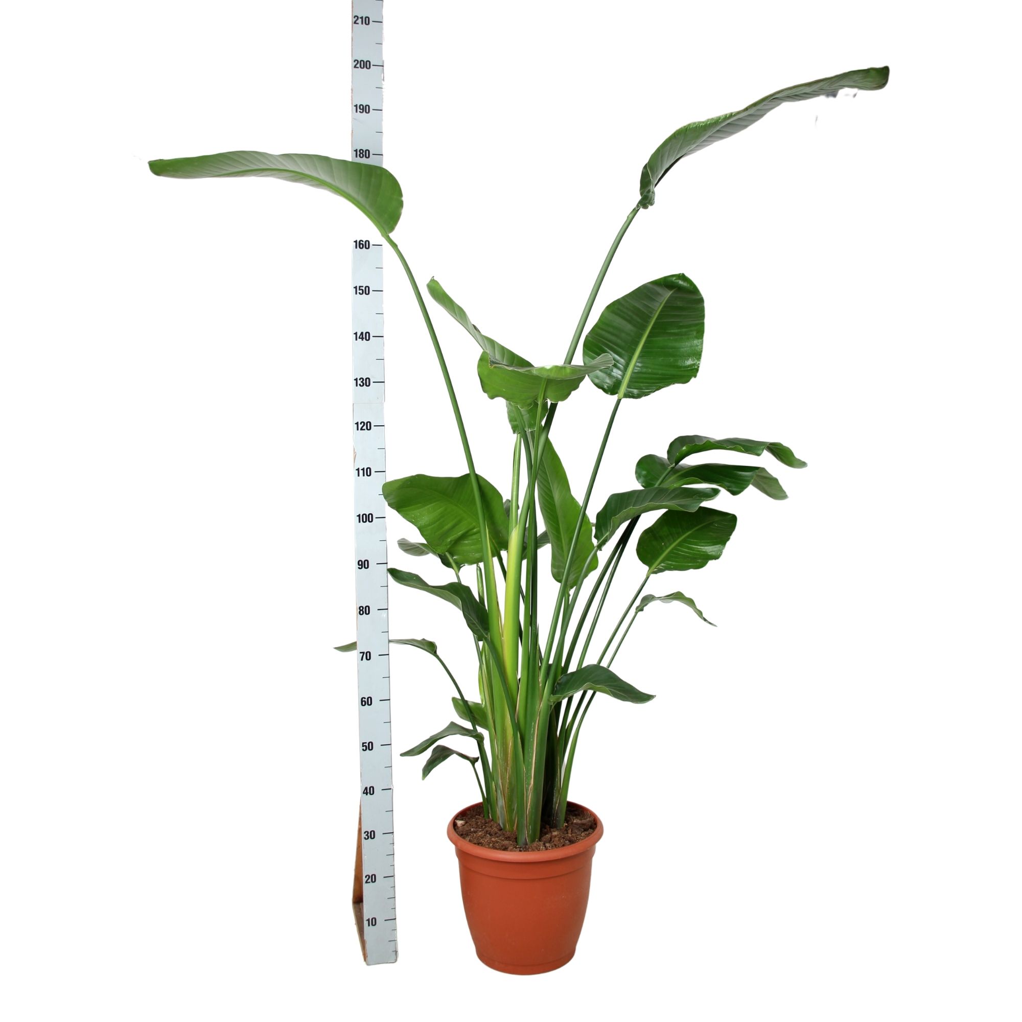 Strelitzia nicolai dikte 2 p36, D 36