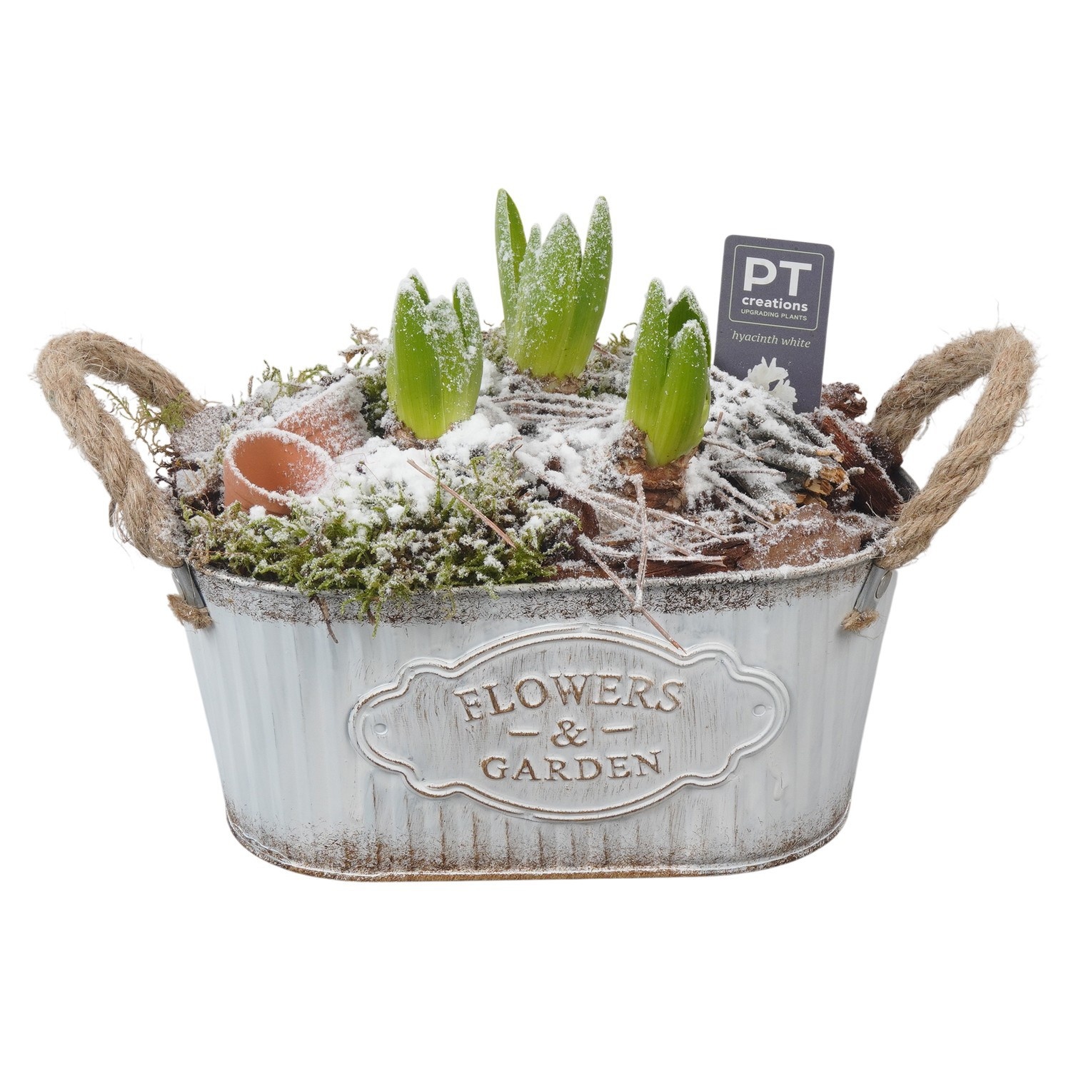 PTWH4066 Arrangement Winter Hyacint in metalen pot ovaal, D 24