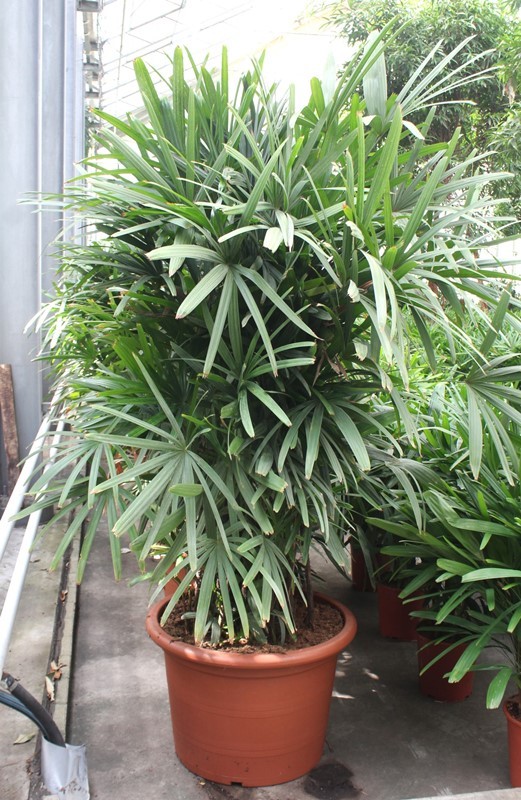 Rhapis excelsa, D 70