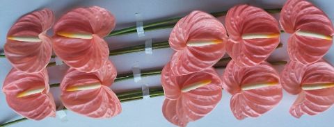 Антуриум Фарао x10, шт.