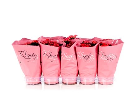 Calandiva 12 cm Rood in Koraal, D 12