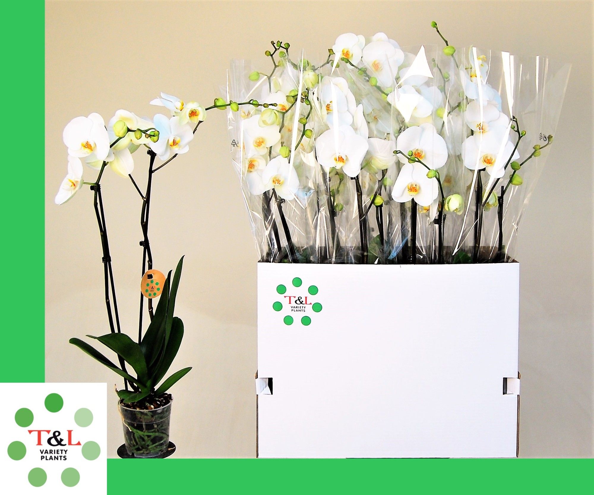 Marble Groot Bloemig 2 Tak, D 12