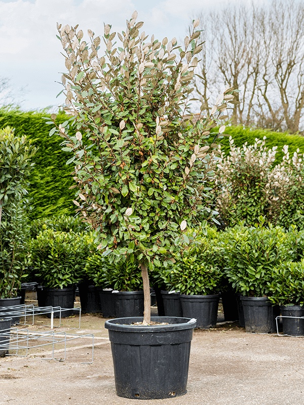 Elaeagnus ebbingei, D 45