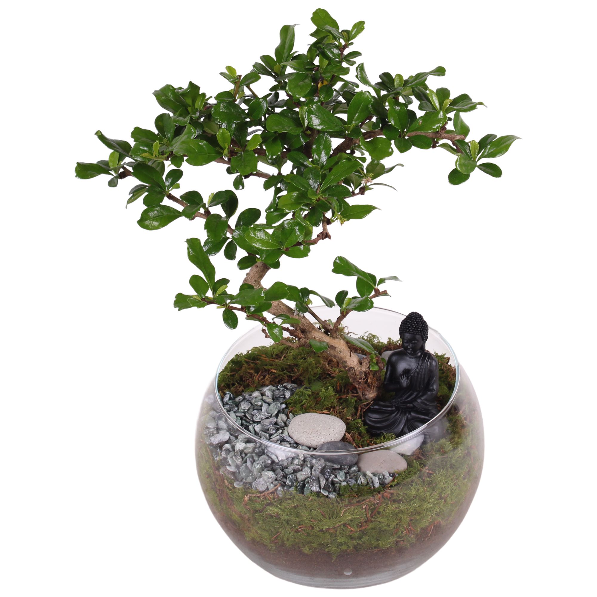 Bonsai Indoor Mix Ø15cm S-Shape in Bowl Vase Ø20cm, D 11