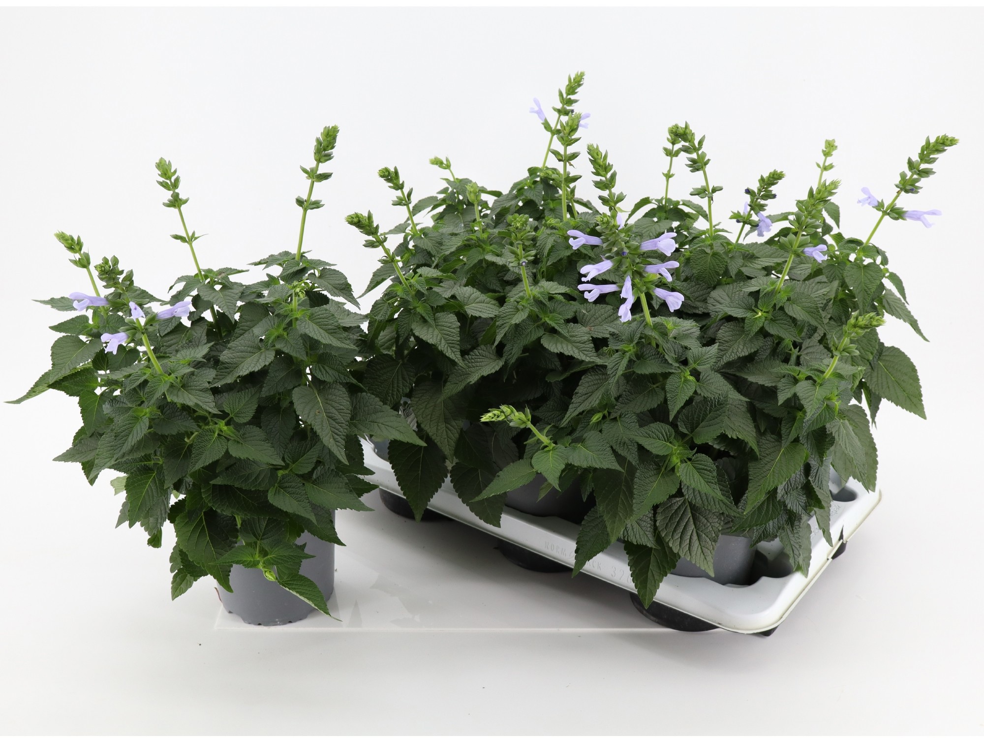 Salvia Salgoon Lake Silvretta P15, D 15 cm