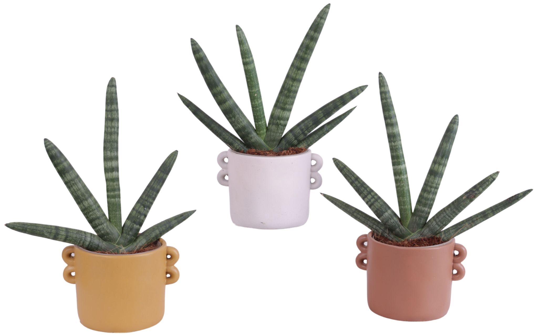 Sansevieria Cylindrica Handshake in Ø17cm Ceramic EV562, D 17