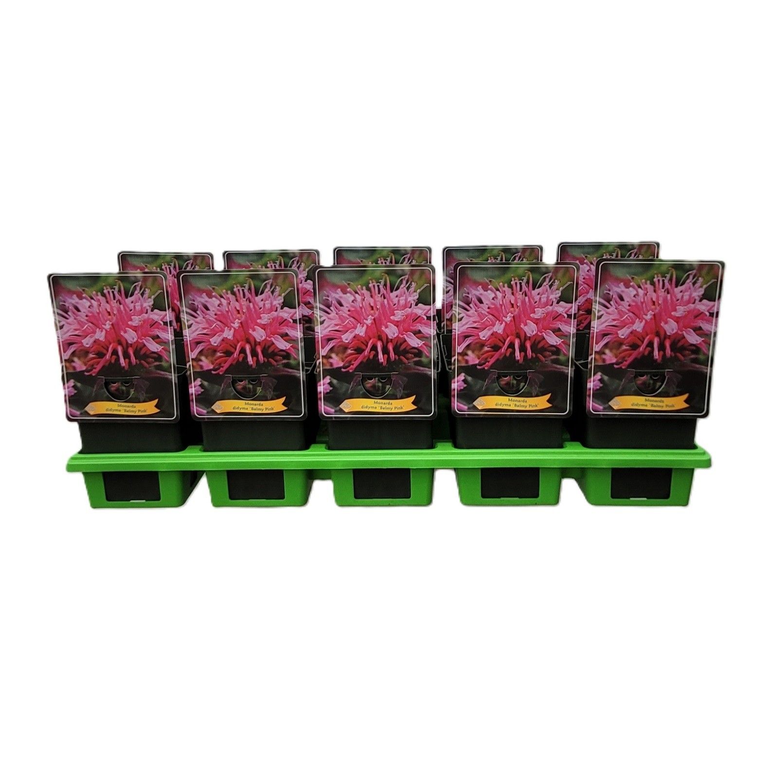 Monarda didya 'Balmy Pink' P11, D 11 cm