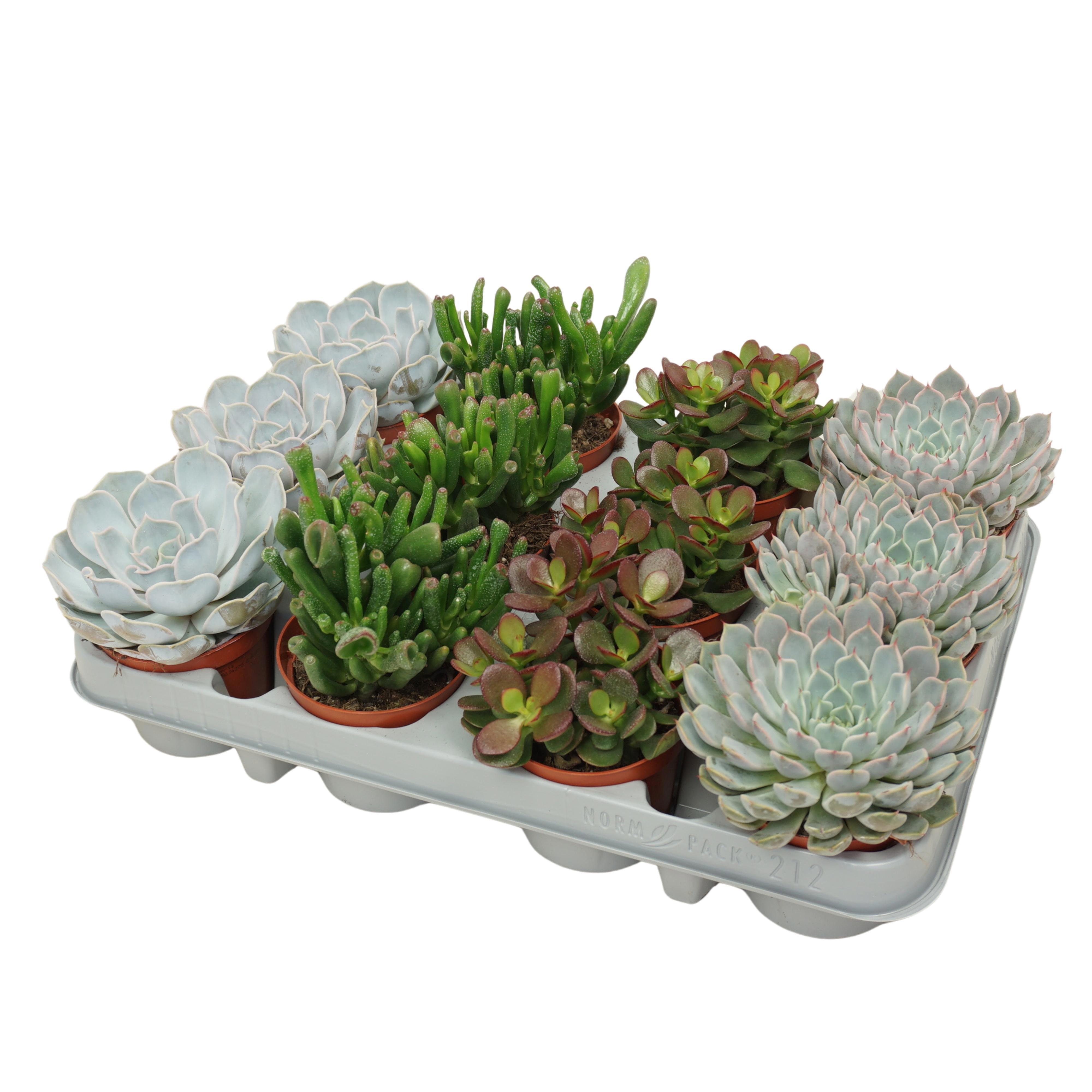 Succulenten mix 8,5 cm in 12 gaats tray, D 8,5