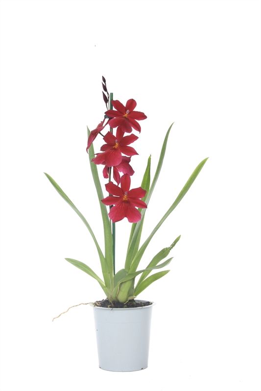 Cambria p12 Nelly Red Velvet 1T05+ ( 4 lg/dc ), D 12