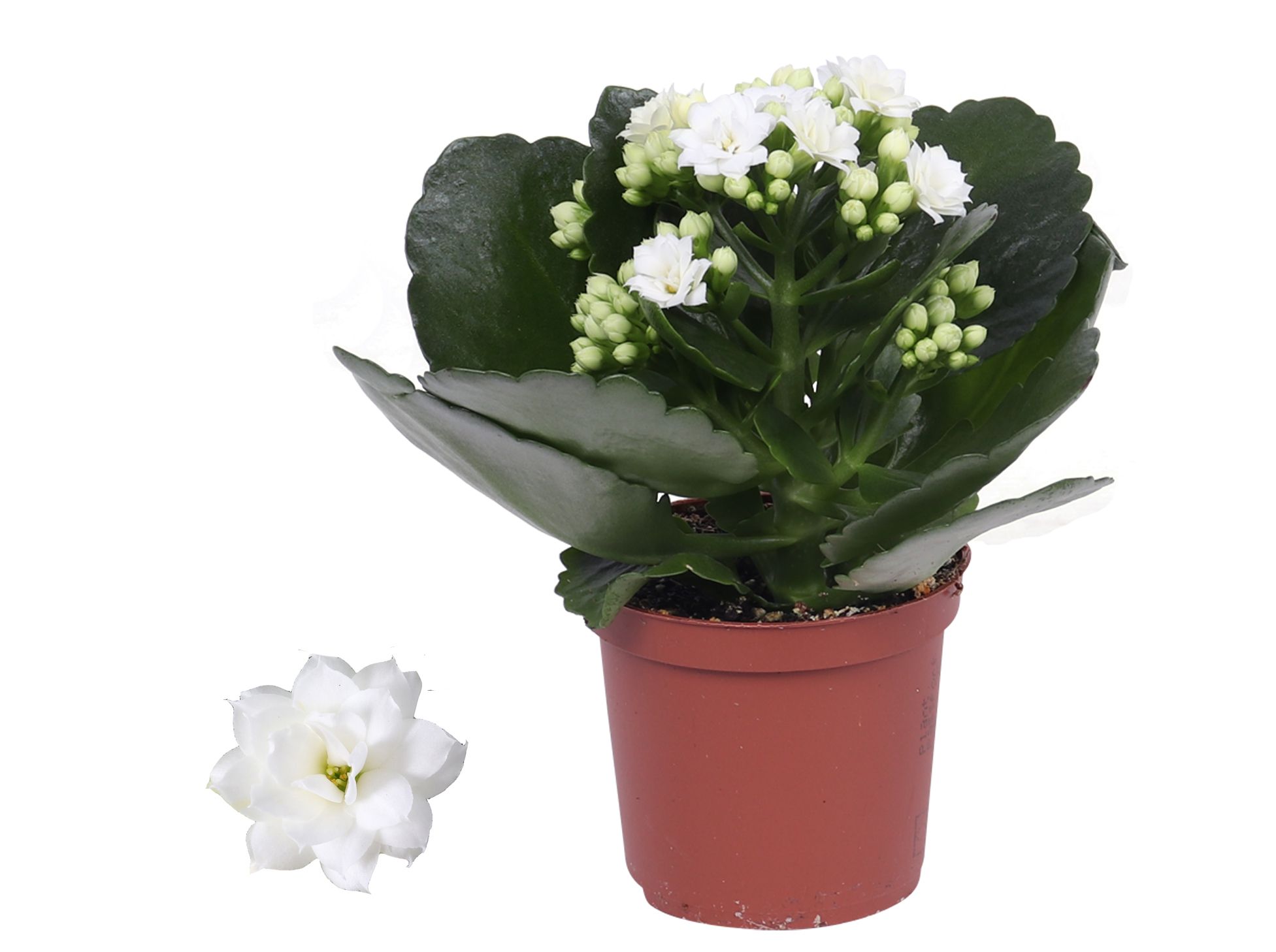 Kalanchoe Rosalina 07cm Don Dione wit, Zonder hoes, D 7 cm Kalanchoe Rosalina 07cm Don Dione wit, Zonder hoes, D 7 cm
