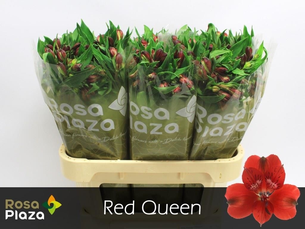 Альстромерия Рэд Квин, шт.