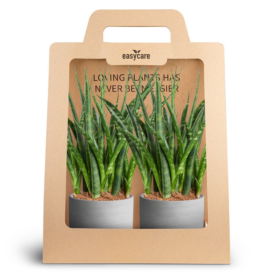 SANSEVIERIA 30990008 2-Pack Raw Grey, D 10