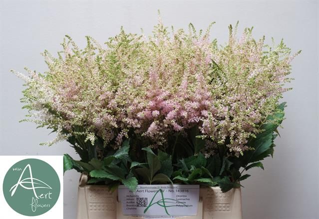 Астильба Европа 45, шт.