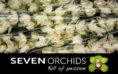 Цимбидиум Сноукасл x6 80, шт.