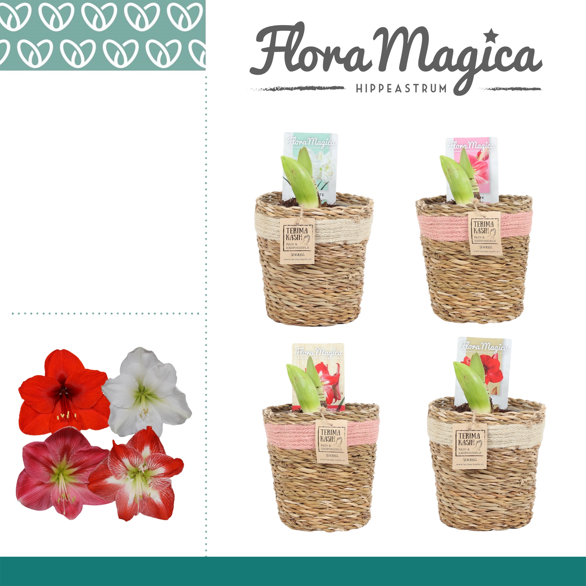 Amaryllis Mix 2 Knop in Gaby mand, D 12