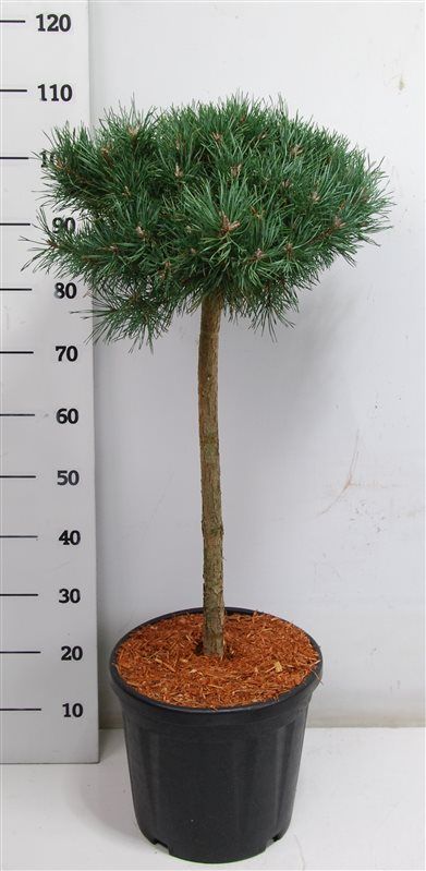 Pinus sylv. 'Martham', D 38