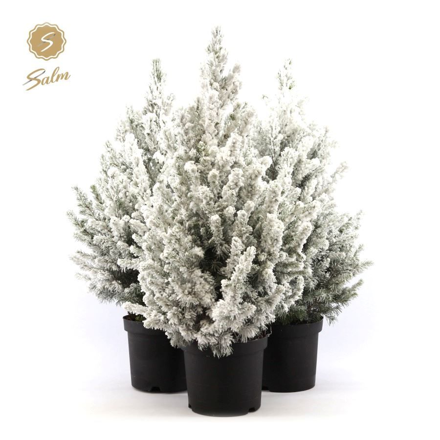 Picea gl. 'December'® P19 50/60 + Snow, D 19 cm