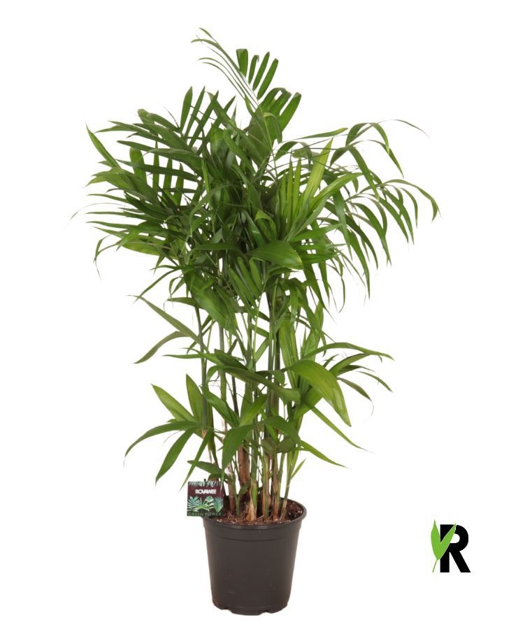 Chamaedorea Seifrizii, D 21