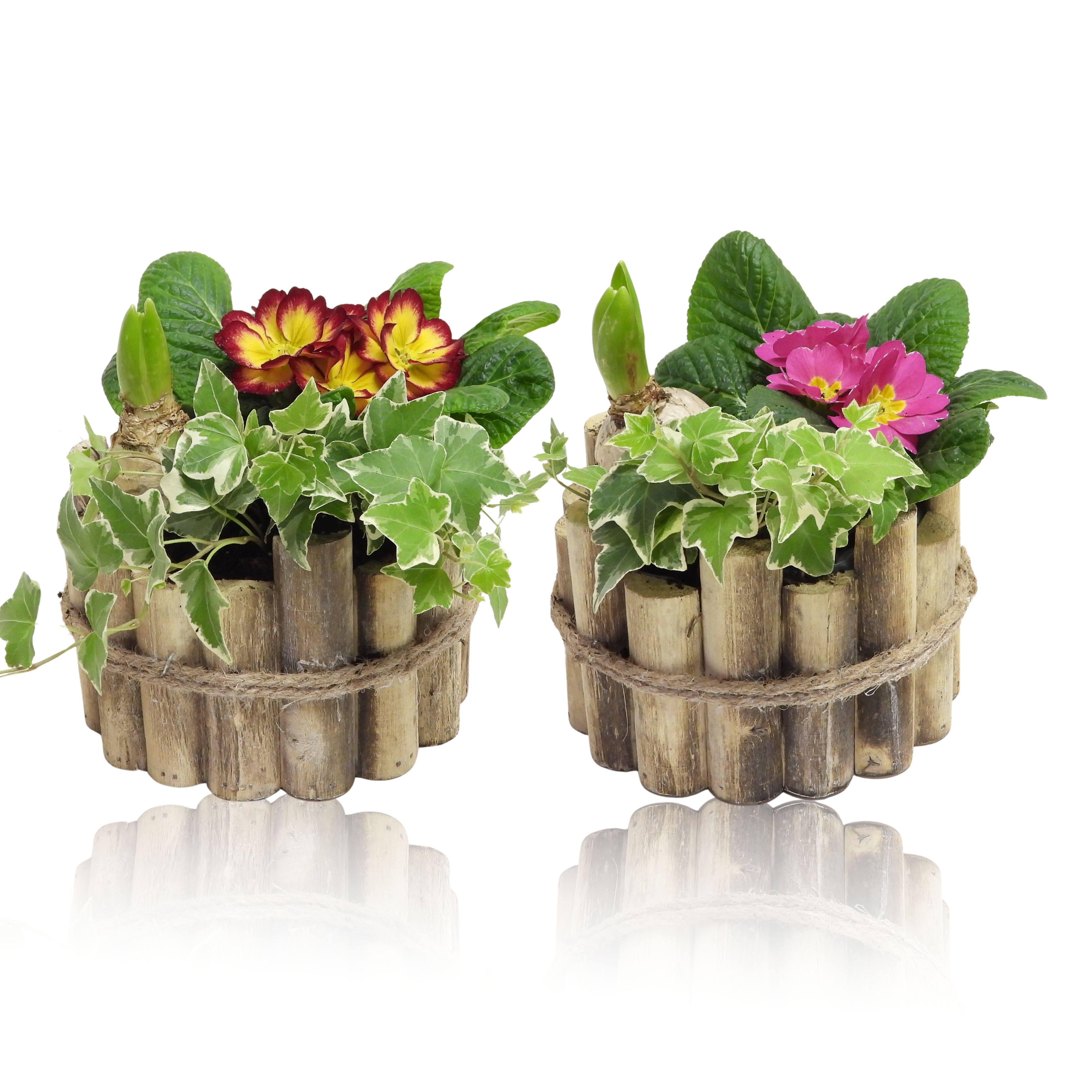 Arrangement Early Spring Specials Hyacint in Houten Bak 17 cm, D 17
