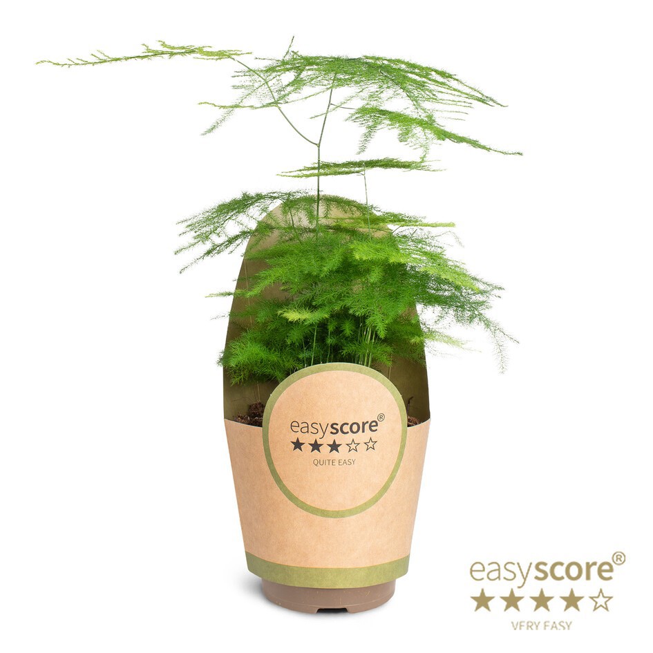 Asparagus plumosus, D 11