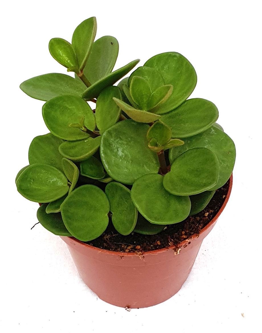Peperomia tet.'Hope', D 9 cm