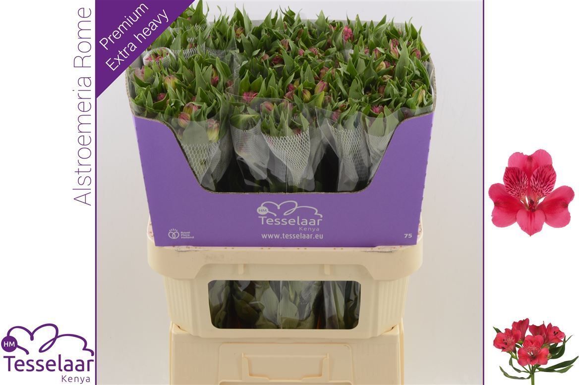 Альстромерия Рома (красн.), шт.