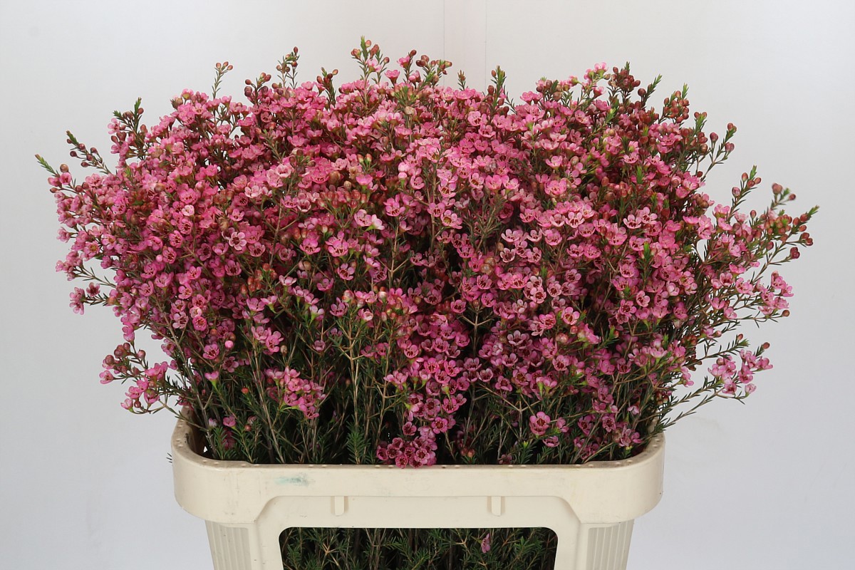 Шамелациум Сарас Делайт 80 (ярко-роз.), шт.