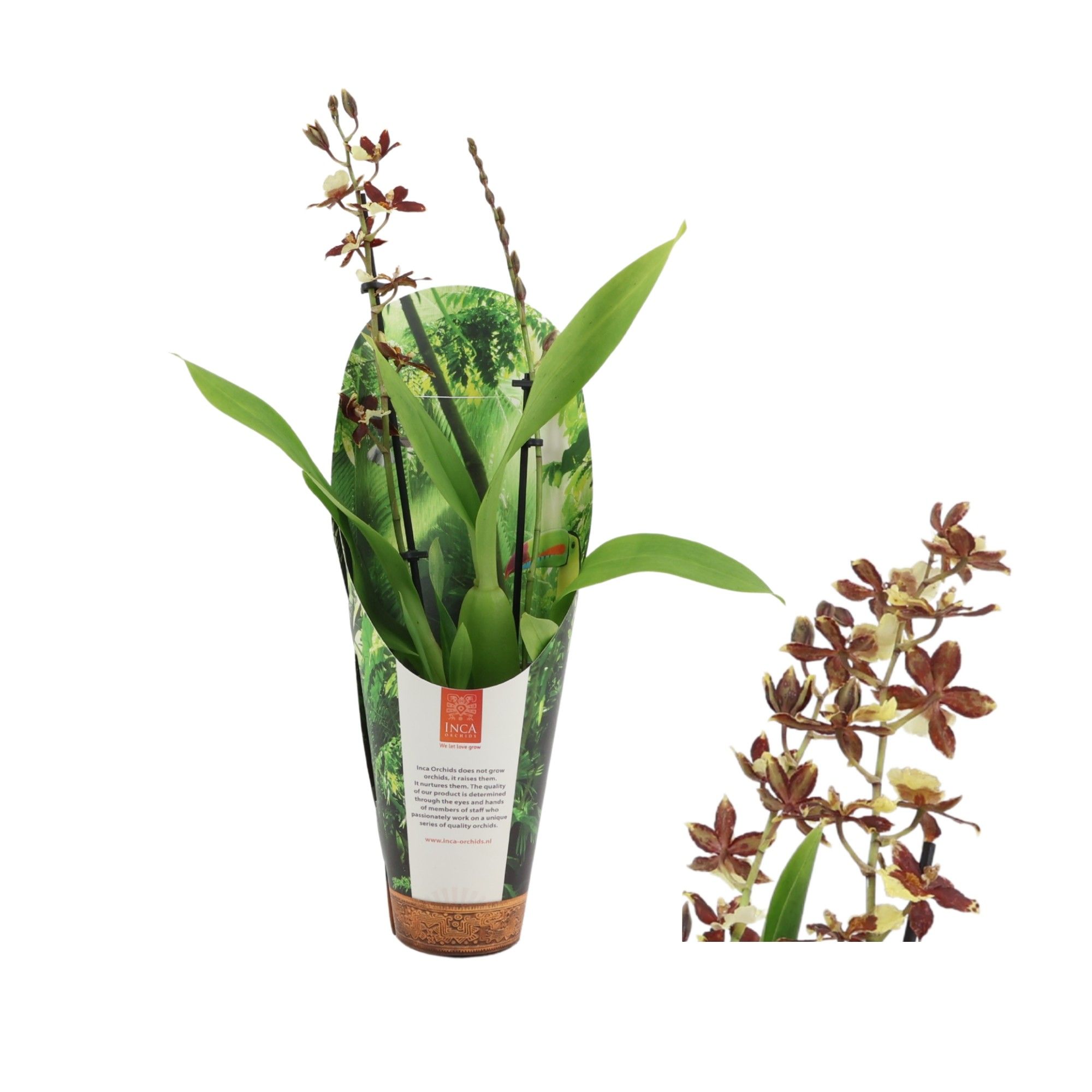 Inca Cambria Pacific Twilight 2 spike 9cm luxury jungle cover, D 9 cm