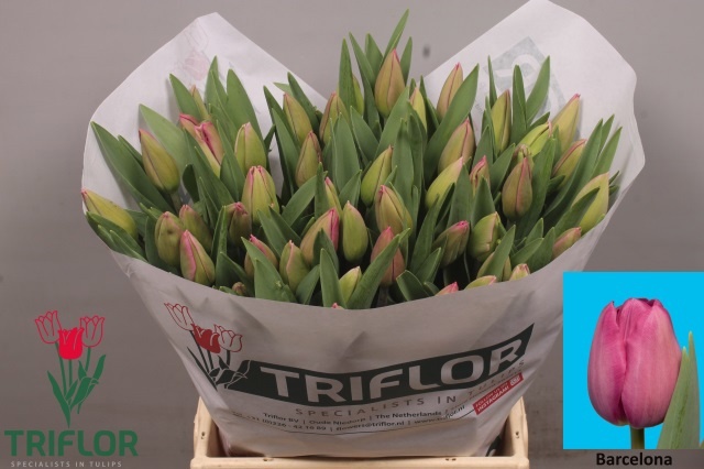 Тюльпан од. Барселона (ярко-роз.), шт. Тюльпан од. Барселона (ярко-роз.), шт.