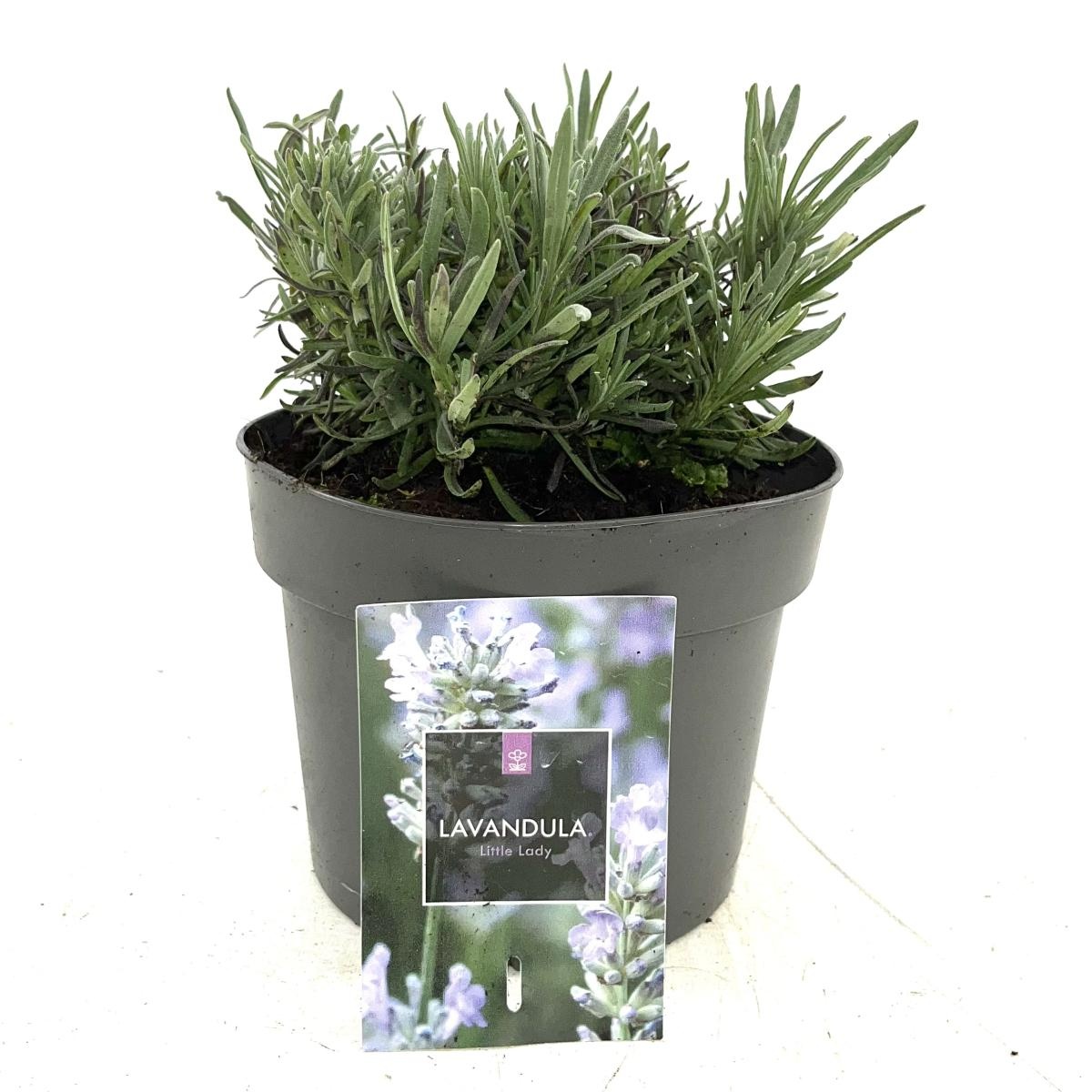 Lavandula ang. Little Lady, D 17 cm