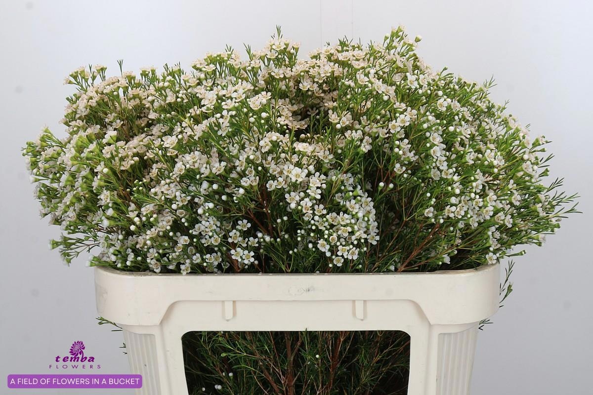 Шамелациум Перл Баттонс 70, шт.