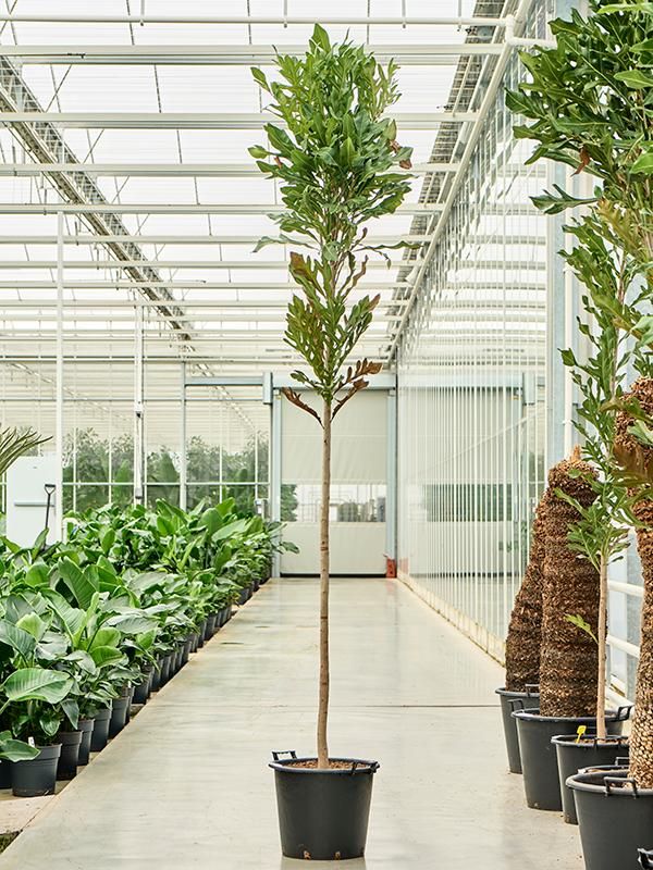 Stenocarpus sinuatus, D 45