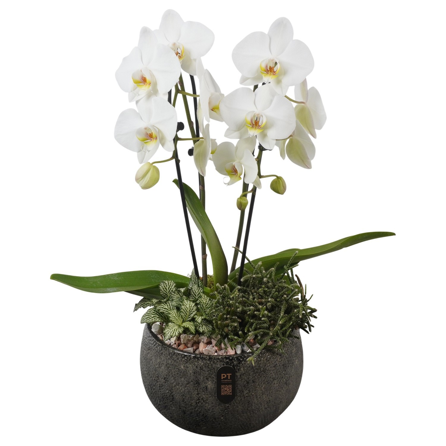 PTIB5350 Arrangement Indoor in keramiek schaal, D 23