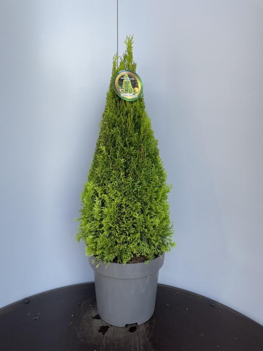 Thuja occ. Golden Smaragd, D 32